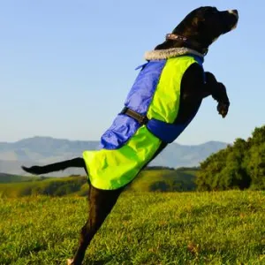 Alpine All-Weather Coat for Dogs