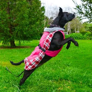 Alpine All-Weather Coat for Dogs