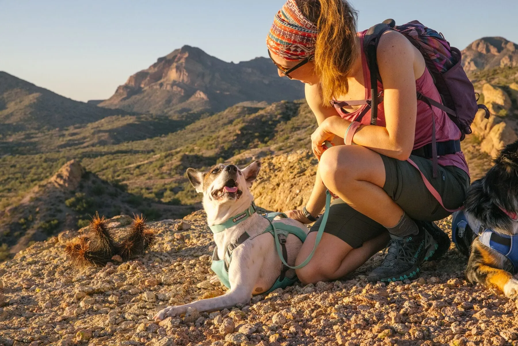 Swamp Cooler Dog Cooling Harness